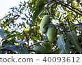 Green Khiaosawoey Mango on tree, Mangifera indica 40093612