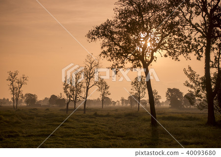 THAILAND BURIRAM LANDSCAPE FIELD THAILAND BURIRAM LANDSCAPE FIELD 40093680