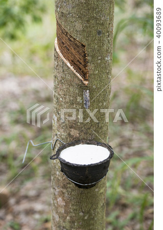 THAILAND BURIRAM AGRICULTURE RUBBER TREE THAILAND BURIRAM AGRICULTURE RUBBER TREE 40093689