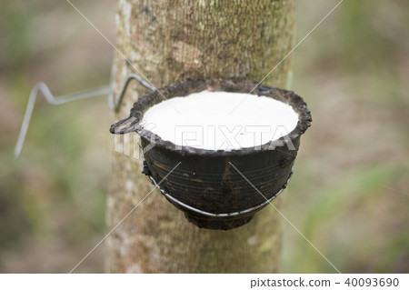 THAILAND BURIRAM AGRICULTURE RUBBER TREE THAILAND BURIRAM AGRICULTURE RUBBER TREE 40093690