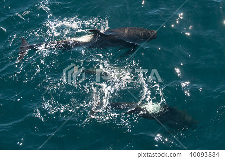 Long-finned Pilot Whales 40093884