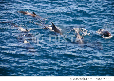 Long-finned Pilot Whales 40093888