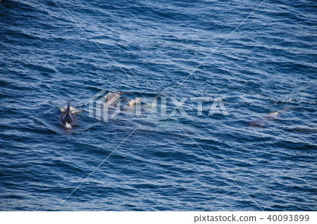 Long-finned Pilot Whales 40093899