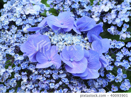 八達通繡球花和Gum繡球花-12886 八達通繡球花和Gum繡球花-12886 40093901