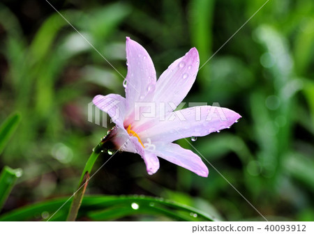 藏紅花甲蟲-12,902 40093912