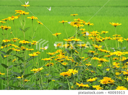 Himekyo唱和帝王蝶-12906 40093913