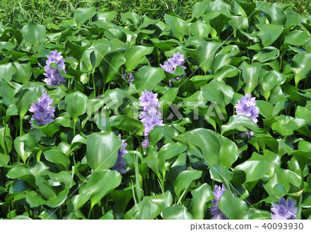 水葫蘆群12968 水葫蘆群12968 40093930