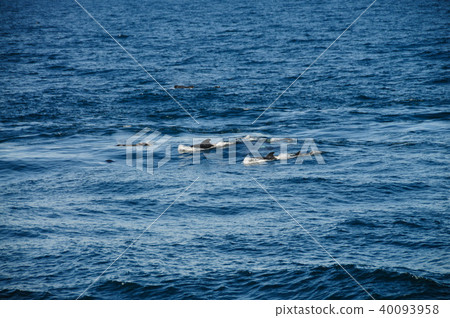 Long-finned Pilot Whales 40093958