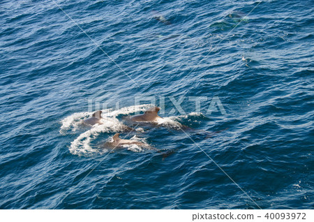 Long-finned Pilot Whales 40093972
