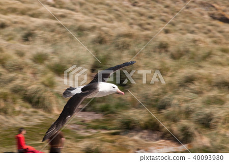 Black-Browed Albatross on Westpoint Island 40093980