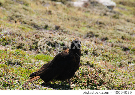Striated Caracara on the Falkland Islands Striated Caracara on the Falkland Islands 40094059