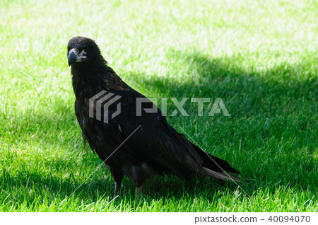 Striated Caracara on the Falkland Islands Striated Caracara on the Falkland Islands 40094070