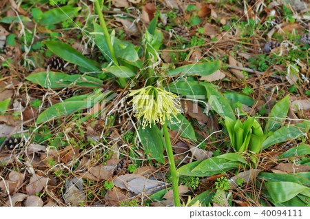 Spring field flowers, flowers and flowers located in the forest of Chichibunomiya Memorial Park 40094111