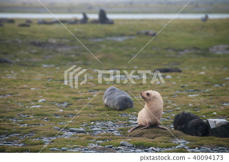 Fur Seals on South Georgia's Salisbury Plains 40094173