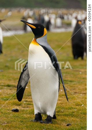 King Penguins on Salisbury plains 40094184