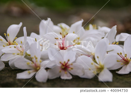 油桐花五月雪 40094730