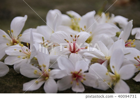 油桐花五月雪 40094731