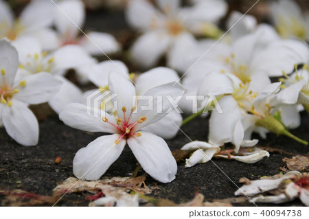 油桐花五月雪 40094738