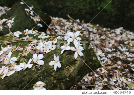 油桐花五月雪 40094749