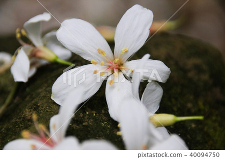 油桐花五月雪 40094750