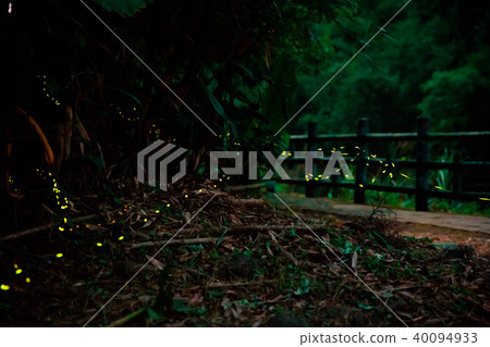 螢火蟲 40094933