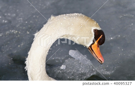 Isolated picture with a mute swan drinking water Isolated picture with a mute swan drinking water 40095327