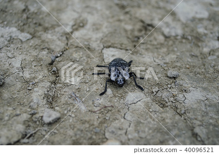 A large black beetle sits on the ground. 40096521