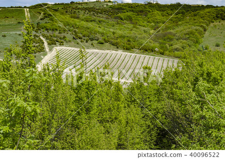 Vineyard in the middle of the forest in the mounta 40096522