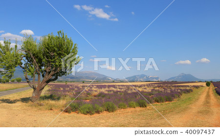 France. Provence, lavender fields and mountains France. Provence, lavender fields and mountains 40097437
