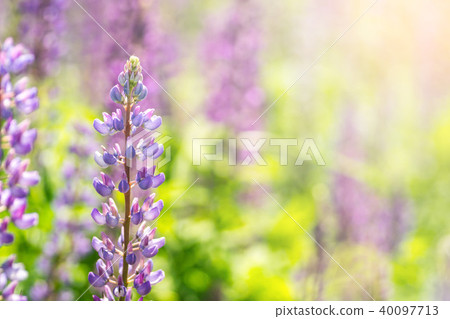 Blooming lupine flowers. A field of lupines. Violet spring and summer flowers 40097713