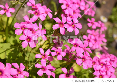 Imokatabami 40097993