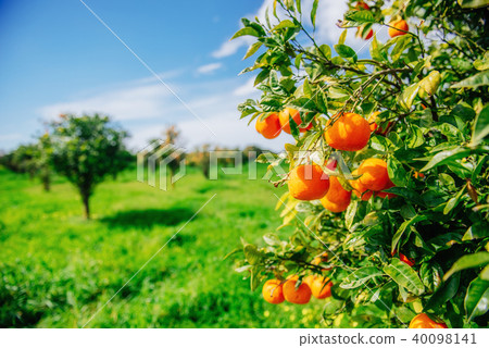 branch orange tree. 40098141