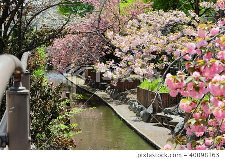 兩個領有雙重櫻花的領水 40098163