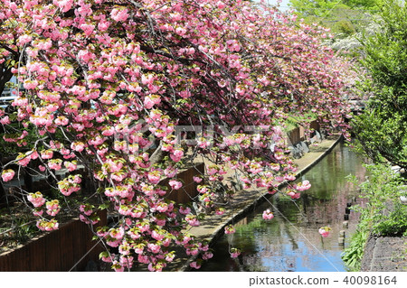 兩個領有雙重櫻花的領水 40098164