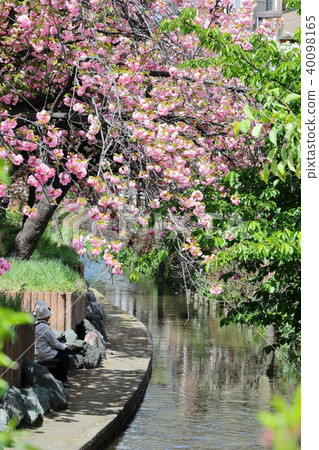 Two territorial waters with double cherry blossoms Two territorial waters with double cherry blossoms 40098165