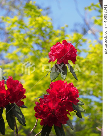 Crimson rhododendron against a fresh green background Crimson rhododendron against a fresh green background 40098341