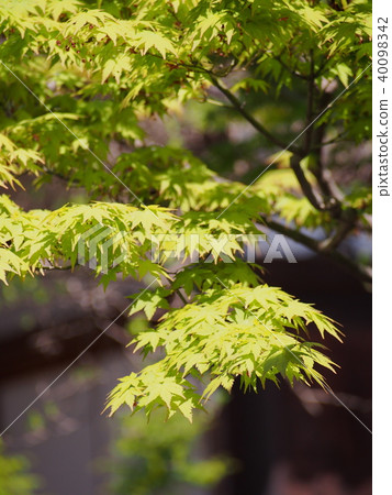 Fresh green maple Fresh green maple 40098342