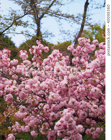 盛開的雙花櫻花盛開 盛開的雙花櫻花盛開 40098360
