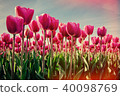 Pink flowers in the gardens 40098769