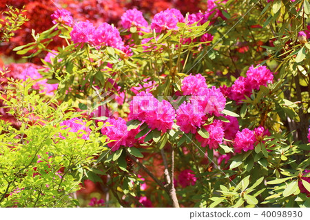 西部杜鵑花 40098930