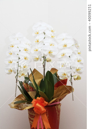 蝴蝶蘭(白色背景) 蝴蝶蘭(白色背景) 40099251