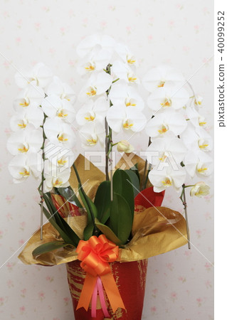 Phalaenopsis orchid (flower pattern background) 40099252