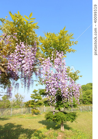 紫藤花 紫藤花 40099319