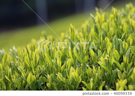 Tea fields in Wazuka-cho Tea fields in Wazuka-cho 40099339