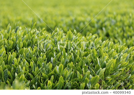 Tea fields in Wazuka-cho Tea fields in Wazuka-cho 40099340