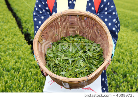 茶田茶採摘茶採摘女兒 茶田茶採摘茶採摘女兒 40099723