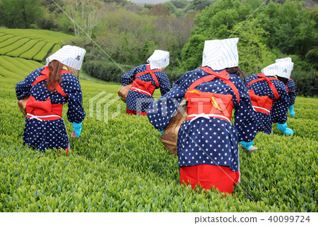 茶田茶採摘茶採摘女兒 茶田茶採摘茶採摘女兒 40099724