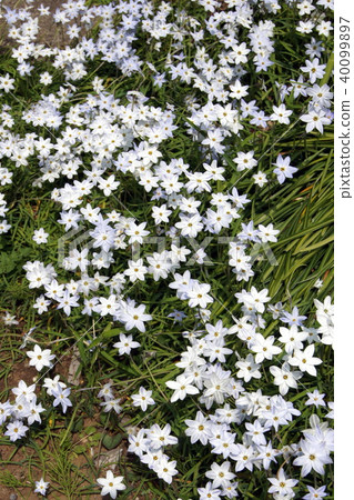 Flora of Hanilla (Ipheion) 40099897