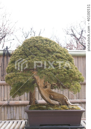真柏-照片素材（圖片） [40100531] - PIXTA圖庫