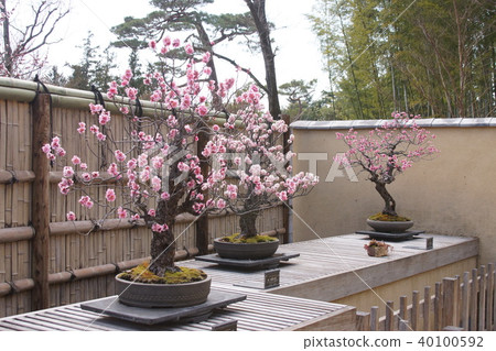 plum	 40100592